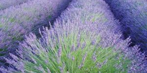 Lavender Oil