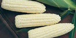 White Maize