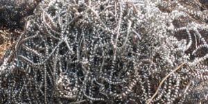 Mild Steel Turning Scrap