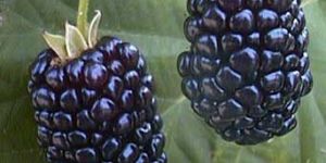 Blackberry