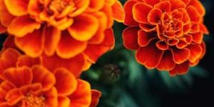 Marigold Flowers