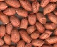 Groundnut Kernels