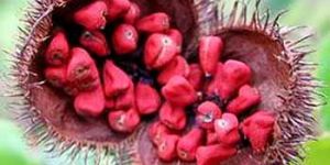 Annatto Seeds
