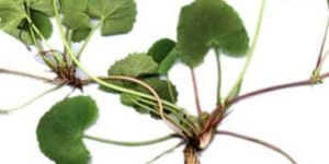 Centella Asiatica