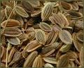 Dill Seeds