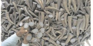 Buffalo Horn Tips & Hollow