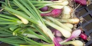 Garden Onions