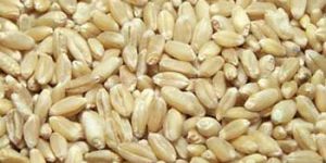 Wheat Grains