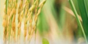 Printed Packaging Box