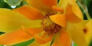Michelia Champaca Extract
