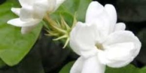 Jasmine Absolute Extract