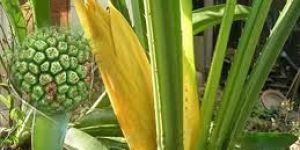 Pandanus Odoratissimus Kewra Oil