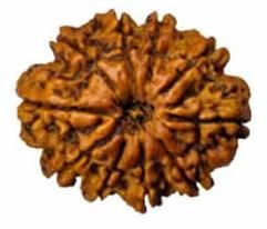 Indonesian Bead (10 Mukhi)