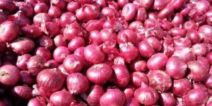 Fresh Red Onion