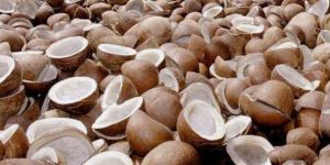 Dry Coconuts