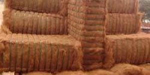 Coir Fiber