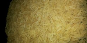 1509 Golden Sella Rice