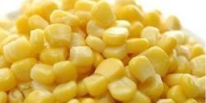 Human Feed Yellow Maize Seeds