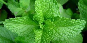 Fresh Mint