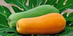 Fresh Papaya Supplier in India
