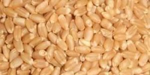 Wheat Seeds