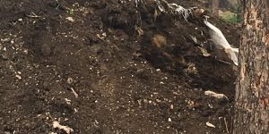 Vermicompost Manure