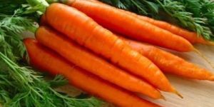 Fresh Carrot