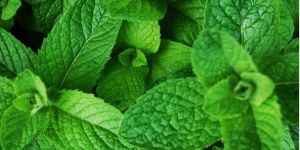 Fresh Mint Leaves