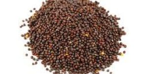 Mustard Seeds