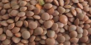 Whole Lentil