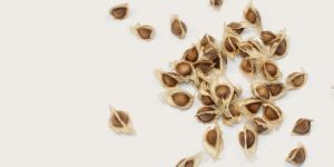 Drumsticks Seeds (Moringa Seeds)