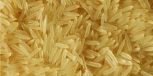 1121 Golden Rice
