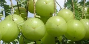 Indian Gooseberry