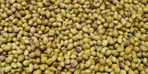 Coriander Seeds