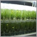 Green Houses Farming