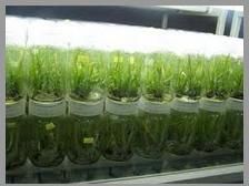 Plant Tissue Culture Laboratories