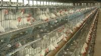 Poultry Cages