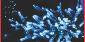 LED Lighting Fixture