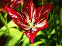 Exotic Flower