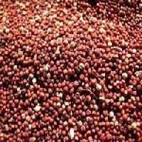 Finger Millets Seed
