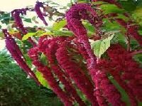 Amaranth