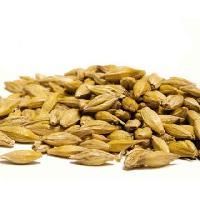 Barley Malt