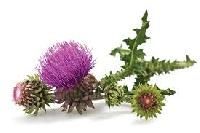 Milk Thistle