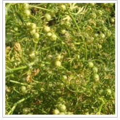 Coriander Seeds