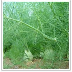Fennel Seeds