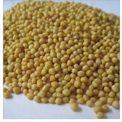 Yellow Mustard