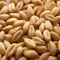 Lokwan Wheat