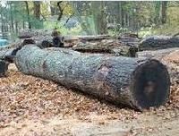 Gmelina Wood