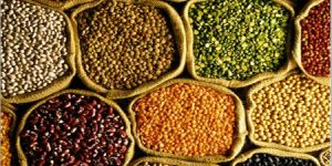 Indian Pulses