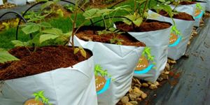 Cocopeat Opentop Growbags